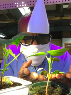 Fred DeWitt examines his growing cotton plant.