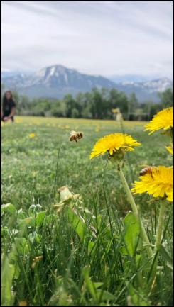 a bee approaches a dandelion in a field of dandelions, with the mountains in the background.